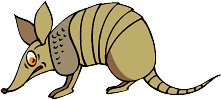 Armadillo Queen, The