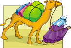 Smallest Camel, The